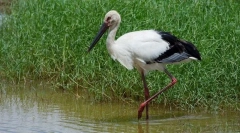 Štorklja daleč vzhod